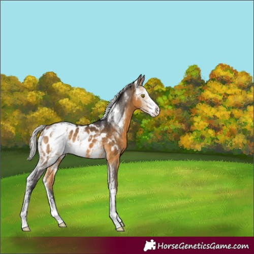 Horse Color:Silver Buckskin Sabino Blanket