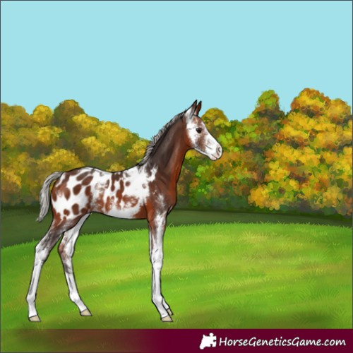 Horse Color:Silver Brown Sabino Appaloosa 