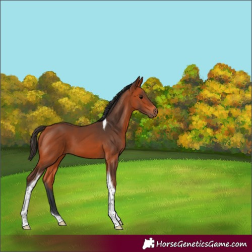 Horse Color:Bay Tobiano 