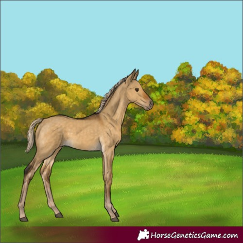 Horse Color:Chocolate Palomino Dun 
