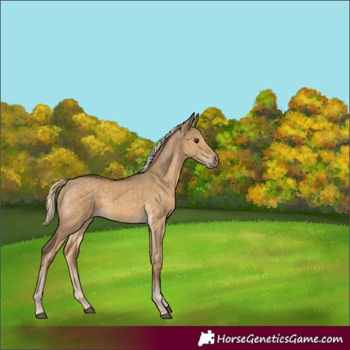Horse Color:Chocolate Palomino Dun