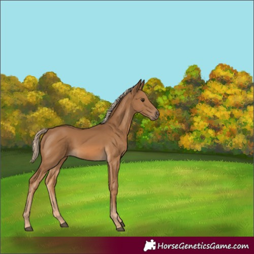 Horse Color:Chocolate Palomino