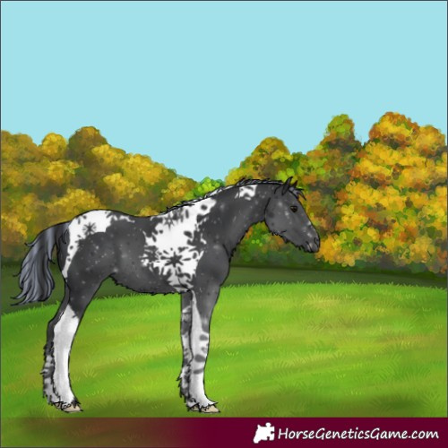 Horse Color:Painted Black Tobiano