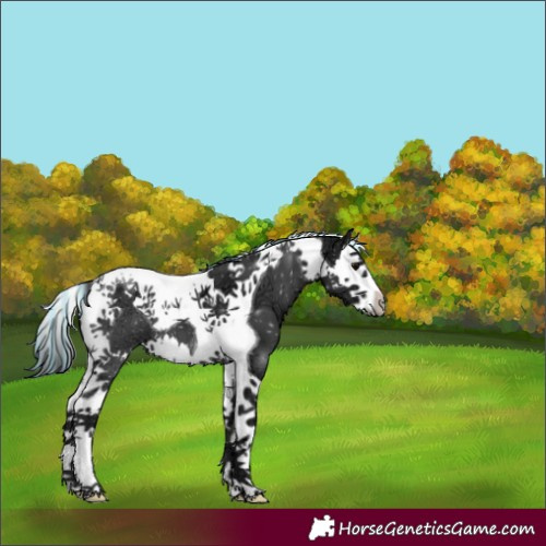 Horse Color:Painted Black Ice Splash Tobiano Appaloosa 
