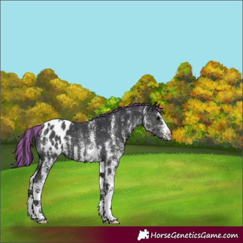 Horse Color:Painted White Spotted Black Appaloosa