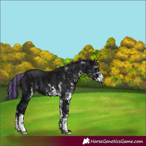 Horse Color:Painted White Spotted Black Ice Appaloosa