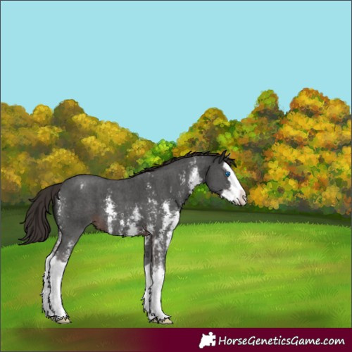 Horse Color:Liver Chestnut Sabino Splash Varnish