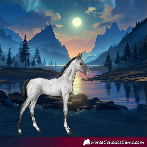Horse Color:Grullo Roan Sabino Blanket Rabicano