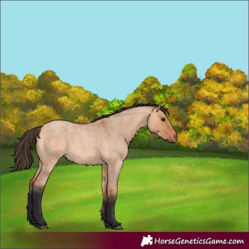 Horse Color:Bay Roan Dun 