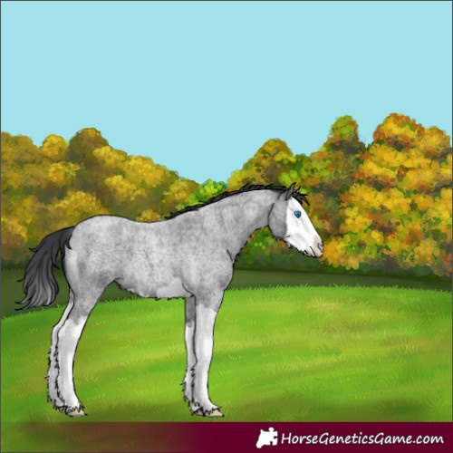 Horse Color:Blue Roan Splash 