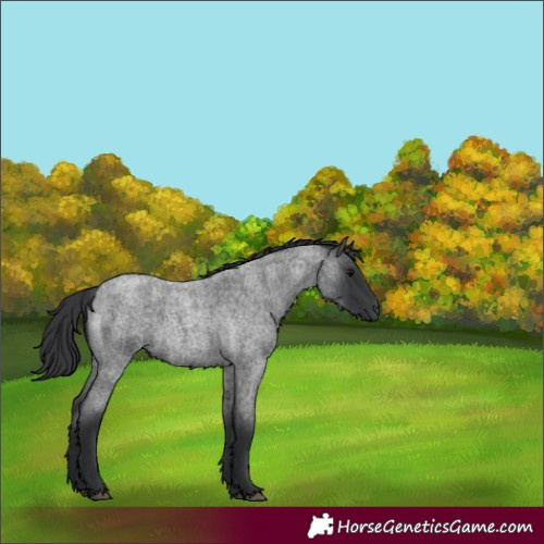 Horse Color:Blue Roan