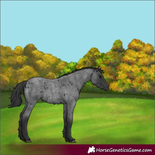 Horse Color:Blue Roan 