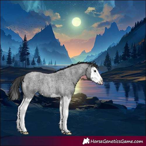 Horse Color:Blue Roan Splash 