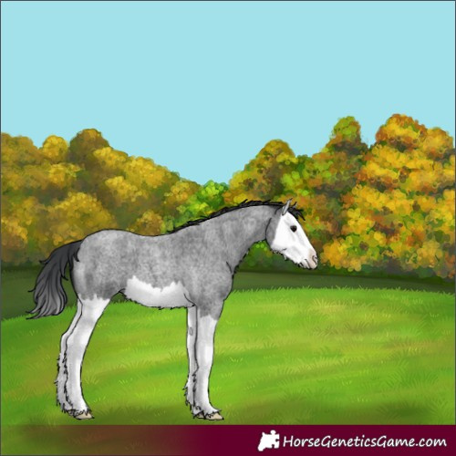 Horse Color:Blue Roan Splash
