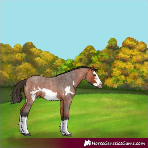 Horse Color:Bay Roan Splash Frame Rabicano