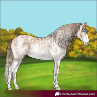 Horse Color:Perlino Sabino and Gray Perlino Sabino