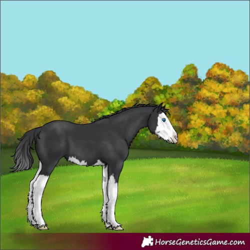 Horse Color:Black Splash 
