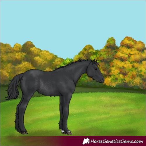 Horse Color:Black Rabicano 