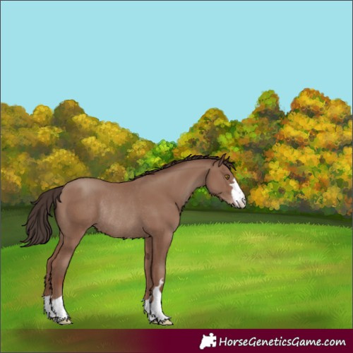 Horse Color:Classic Champagne Rabicano 