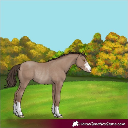 Horse Color:Classic Champagne Rabicano
