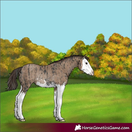 Horse Color:Black Splash Rabicano  and Classic Champagne Splash Rabicano 