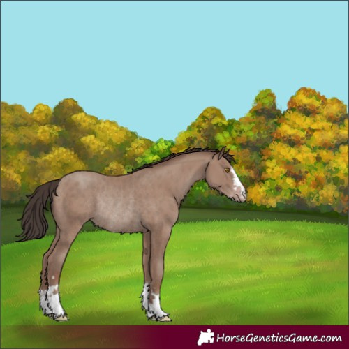 Horse Color:Classic Champagne Rabicano 