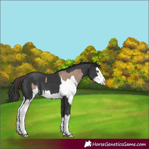 Horse Color:Classic Champagne Splash Rabicano  and Black Splash 