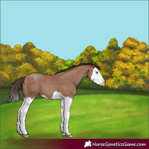 Horse Color:Classic Champagne Splash