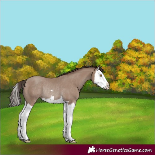 Horse Color:Classic Champagne Splash Rabicano