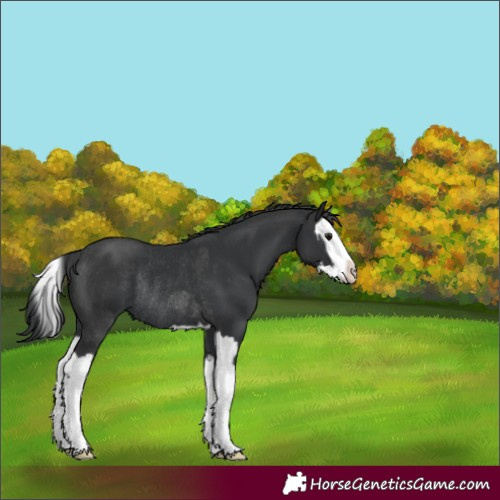 Horse Color:Black Splash Rabicano and Black Splash Rabicano
