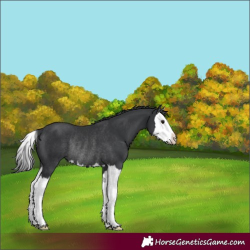 Horse Color:Black Splash Rabicano 
