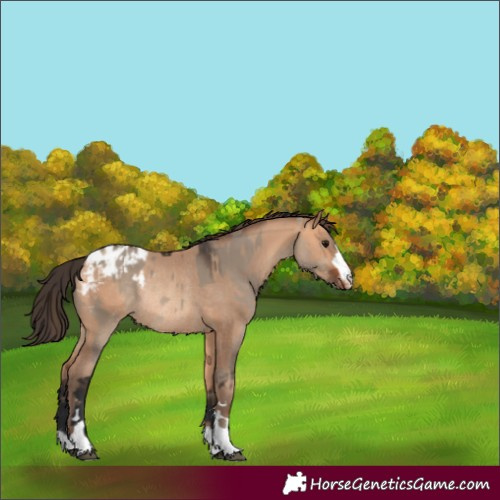 Horse Color:Brown Dun Appaloosa Rabicano  and Amber Champagne Appaloosa Rabicano 