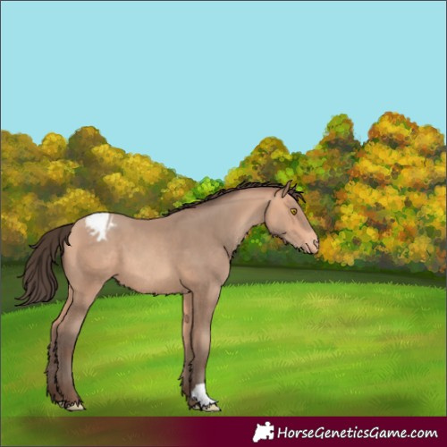 Horse Color:Amber Champagne Appaloosa 