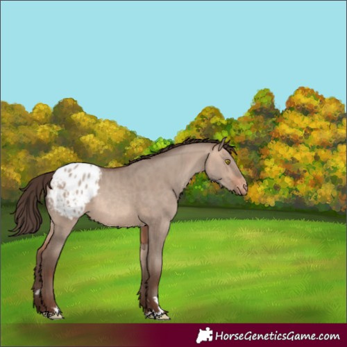 Horse Color:Sable Champagne Dun Appaloosa Rabicano