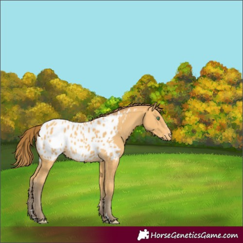 Horse Color:Amber Cream Champagne Appaloosa
