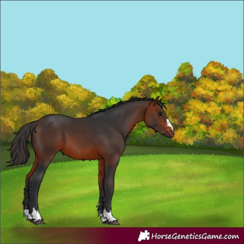 Horse Color:Brown 