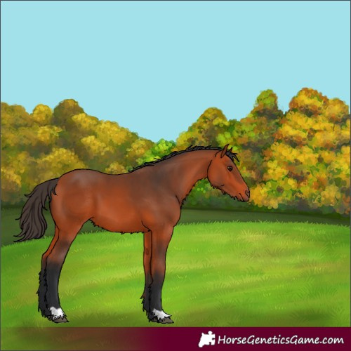 Horse Color:Bay 