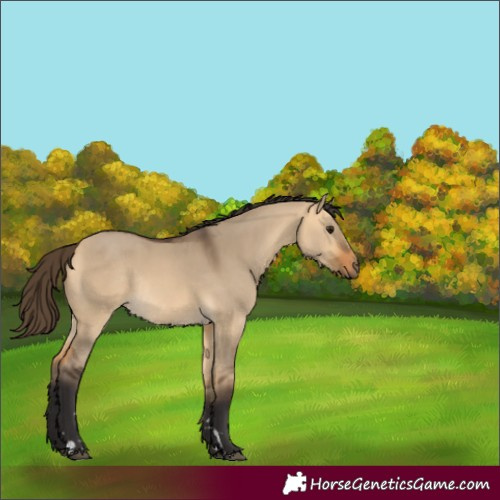 Horse Color:Buckskin Dun Rabicano 
