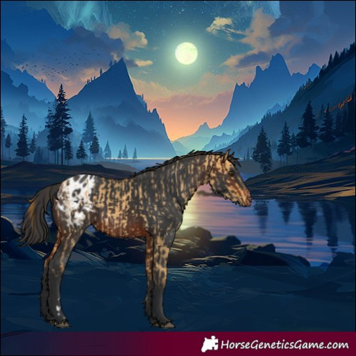 Horse Color:Buckskin Dun Blanket Rabicano  and Brown Blanket Rabicano 