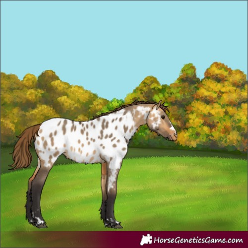 Horse Color:Buckskin Dun Near Leopard 
