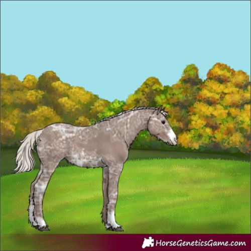 Horse Color:Silver Black Ice Sabino 