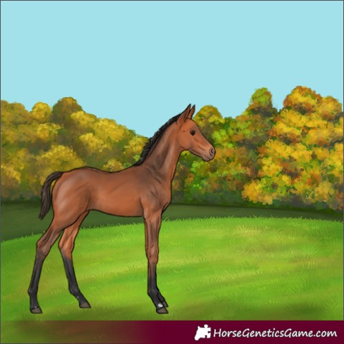 Horse Color:Bay 