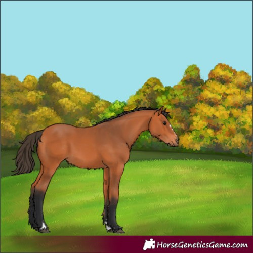Horse Color:Bay 