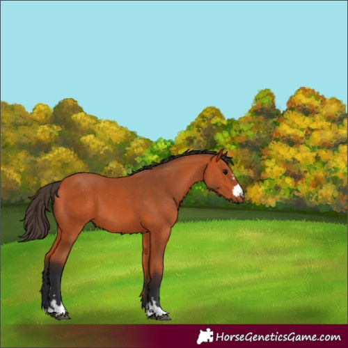 Horse Color:Bay 