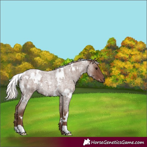Horse Color:White Spotted Silver Blue Roan 