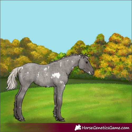 Horse Color:White Spotted Silver Blue Roan 