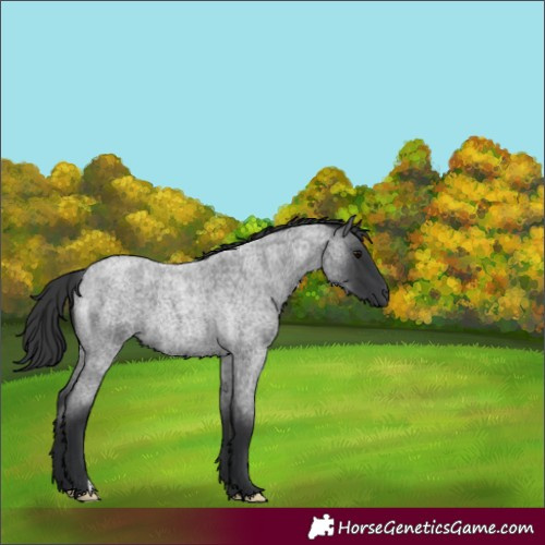 Horse Color:Blue Roan 