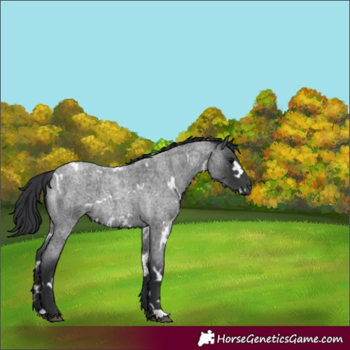Horse Color:White Spotted Blue Roan 
