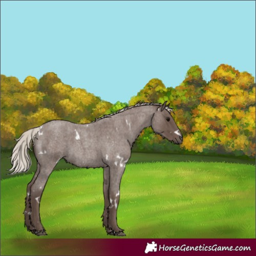 Horse Color:White Spotted Silver Blue Roan