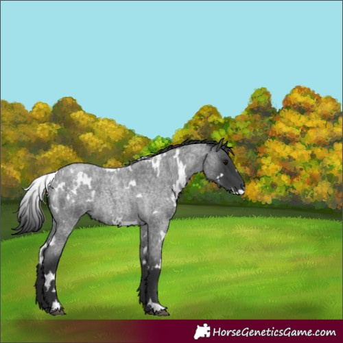 Horse Color:White Spotted Blue Roan 